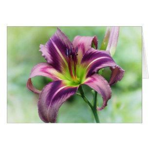 Lily Star - Daylily