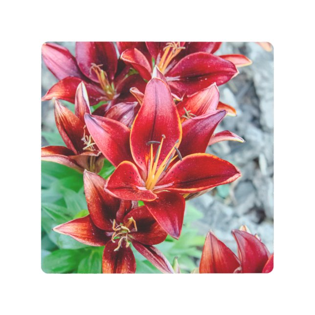 Lily Stargazer, impresión Metalizado (Anverso)