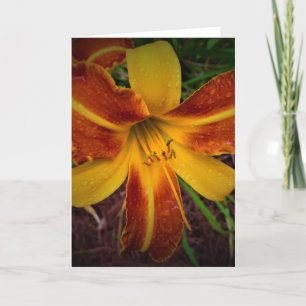 Lily, tarjeta