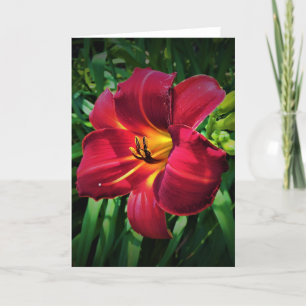 Lily, tarjeta