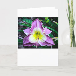 Lily, tarjeta