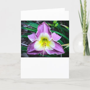 Lily, tarjeta