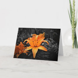 Lily, tarjeta