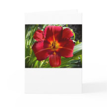 Lily, tarjeta
