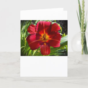 Lily, tarjeta