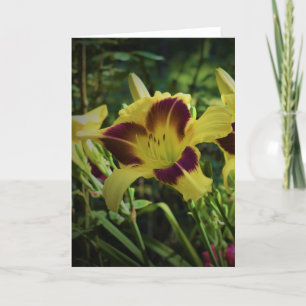 Lily, tarjeta