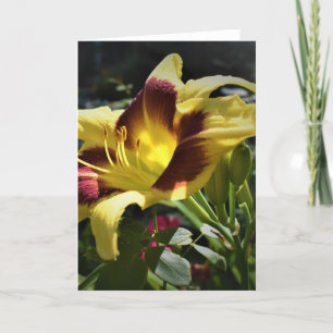 Lily, tarjeta