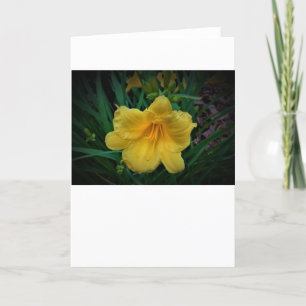 Lily, tarjeta