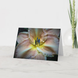 Lily, tarjeta