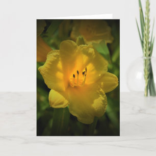 Lily, tarjeta