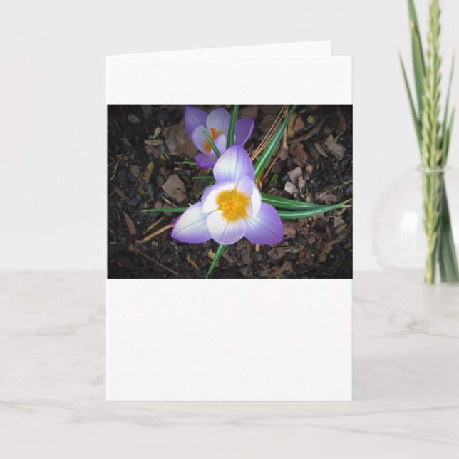 Lily, tarjeta (Anverso)