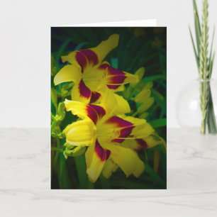 Lily, tarjeta