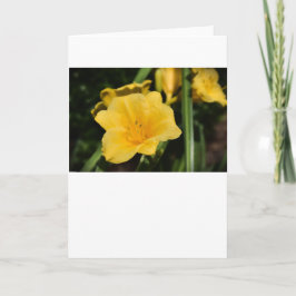 Lily, tarjeta
