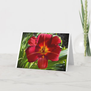Lily, tarjeta