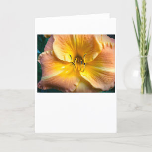 Lily, tarjeta