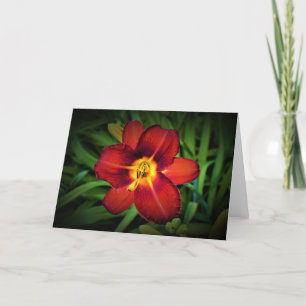 Lily, tarjeta