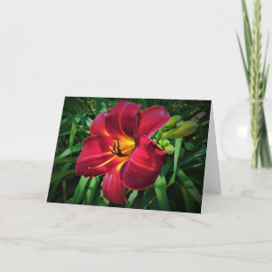 Lily, tarjeta