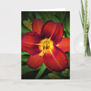 Lily, tarjeta