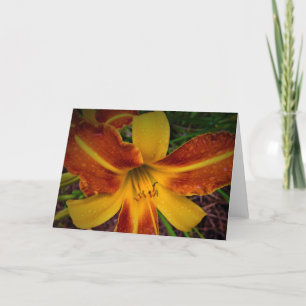 Lily, tarjeta