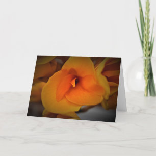 Lily, tarjeta