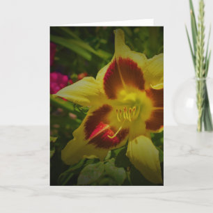 Lily, tarjeta