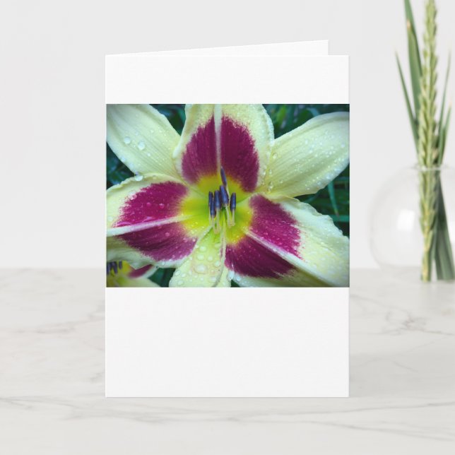 Lily, tarjeta (Anverso)
