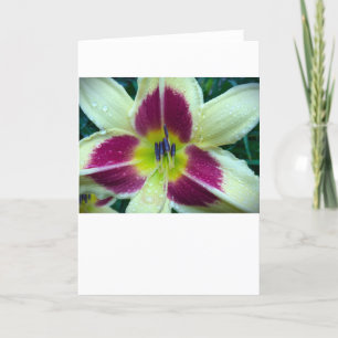 Lily, tarjeta
