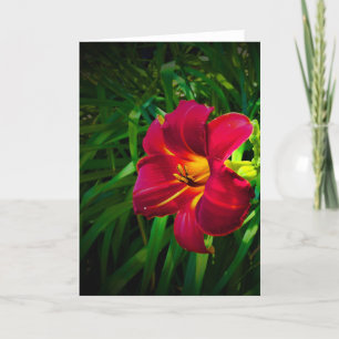Lily, tarjeta