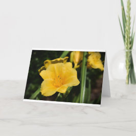 Lily, tarjeta