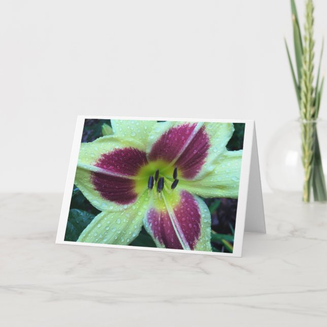 Lily, tarjeta (Anverso)