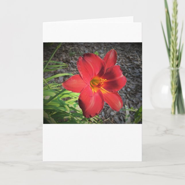 Lily, tarjeta (Anverso)