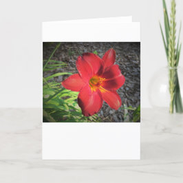 Lily, tarjeta