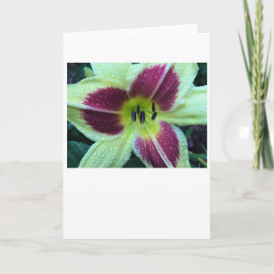Lily, tarjeta