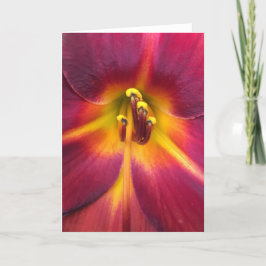 Lily, tarjeta