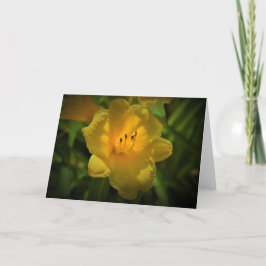 Lily, tarjeta