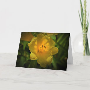 Lily, tarjeta