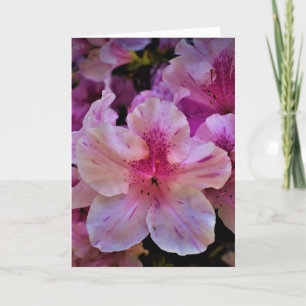 Lily, tarjeta