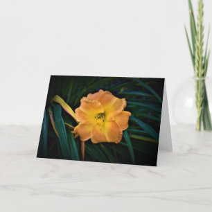 Lily, tarjeta