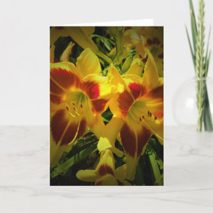 Lily, tarjeta