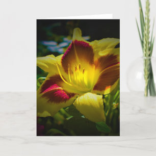 Lily, tarjeta