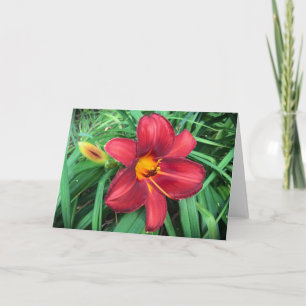 Lily, tarjeta