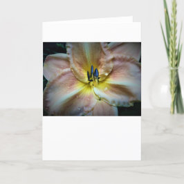 Lily, tarjeta
