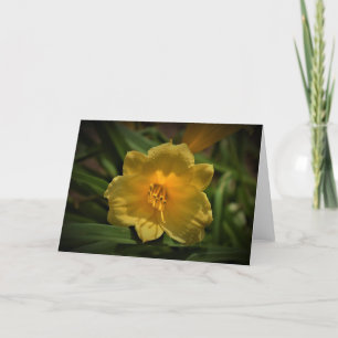 Lily, tarjeta