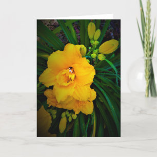 Lily, tarjeta