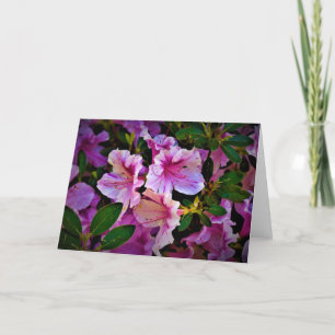 Lily, tarjeta