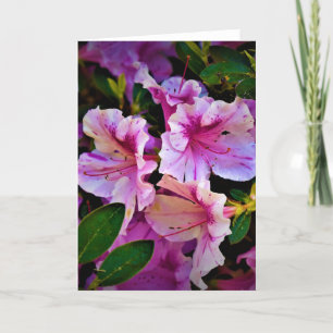 Lily, tarjeta