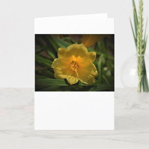 Lily, tarjeta
