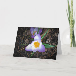 Lily, tarjeta