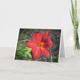 Lily, tarjeta
