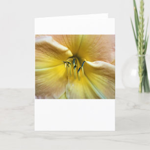 Lily, tarjeta